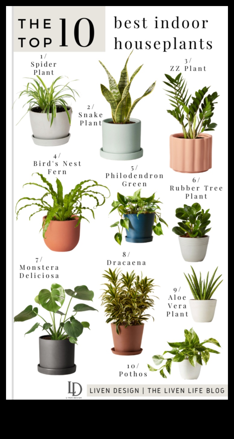 10 Best Indoor Plants for Every Home 1 What Are the Best Plants for Indoor Decoration?