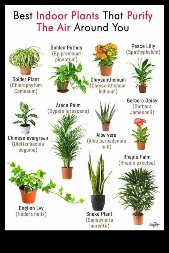10 Best Indoor Plants for Every Home 2 What Are the Best Plants for Indoor Decoration?