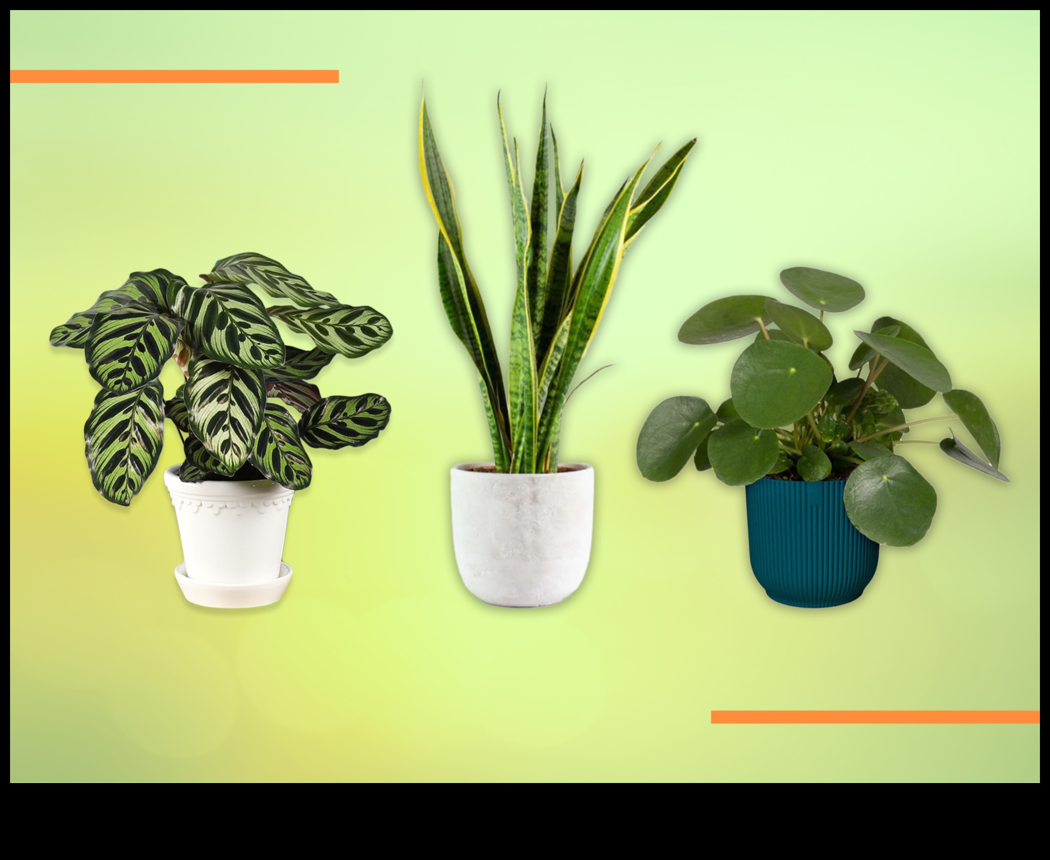 10 Best Indoor Plants for Every Home 3 What Are the Best Plants for Indoor Decoration?