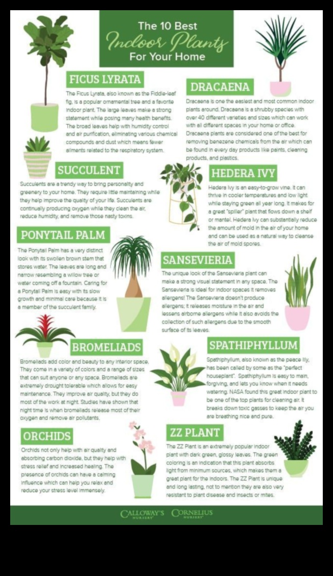 10 Best Indoor Plants for Every Home 5 What Are the Best Plants for Indoor Decoration?