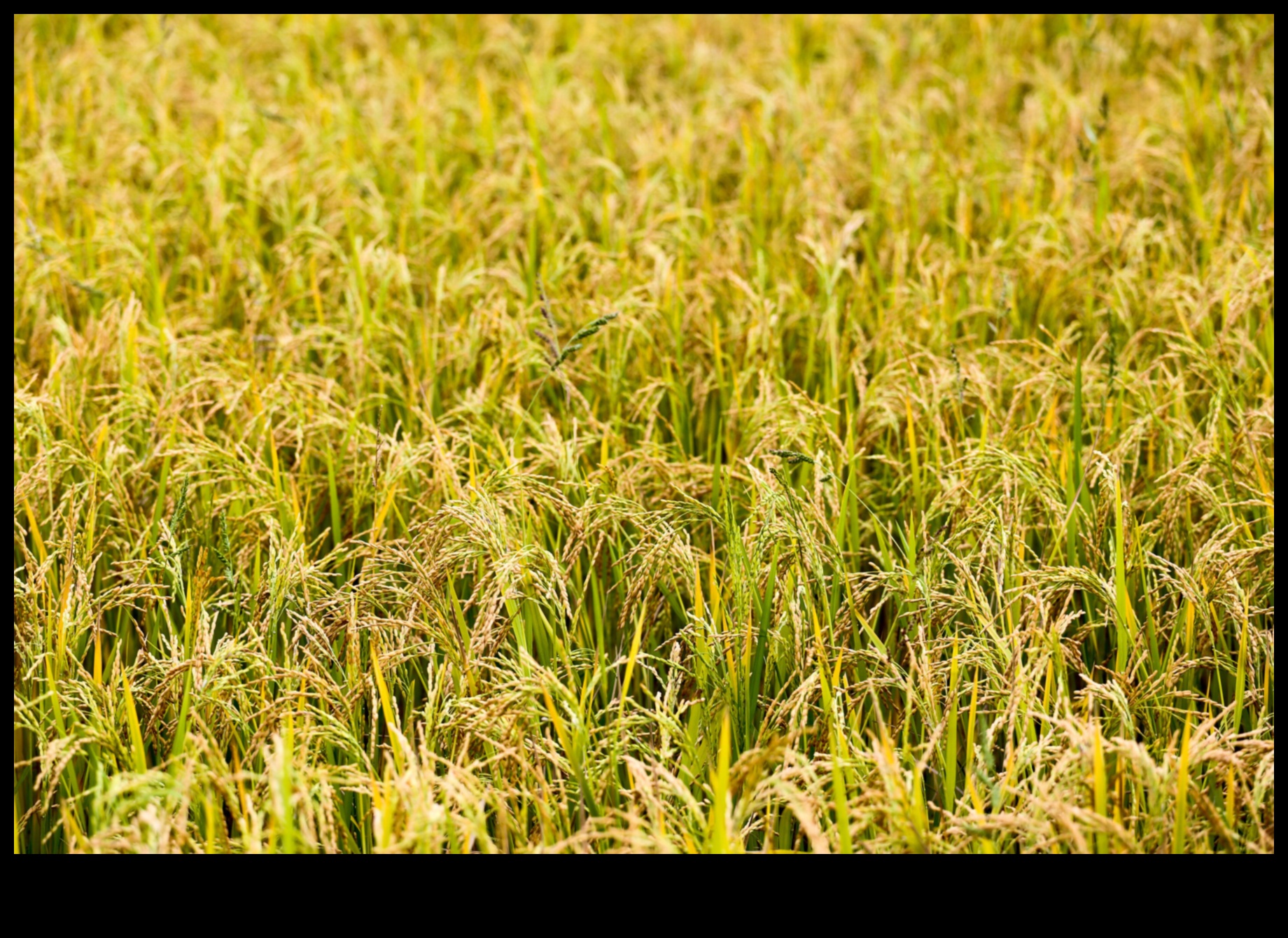 Fields of Plenty: The Bounty of Farmland and Crop Fields