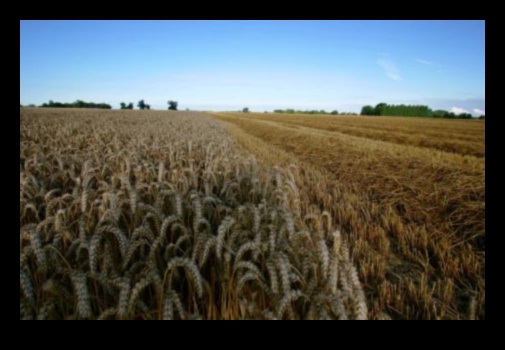 Fields of Plenty: The Bounty of Farmland and Crop Fields