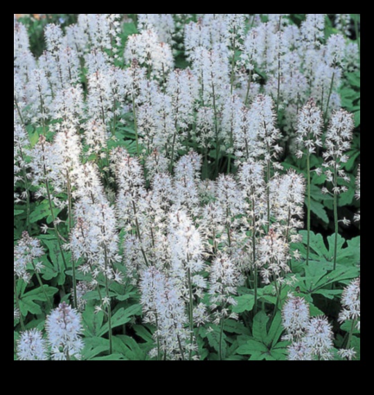 Blooming Beginnings: Spring Blossoms Unveiled