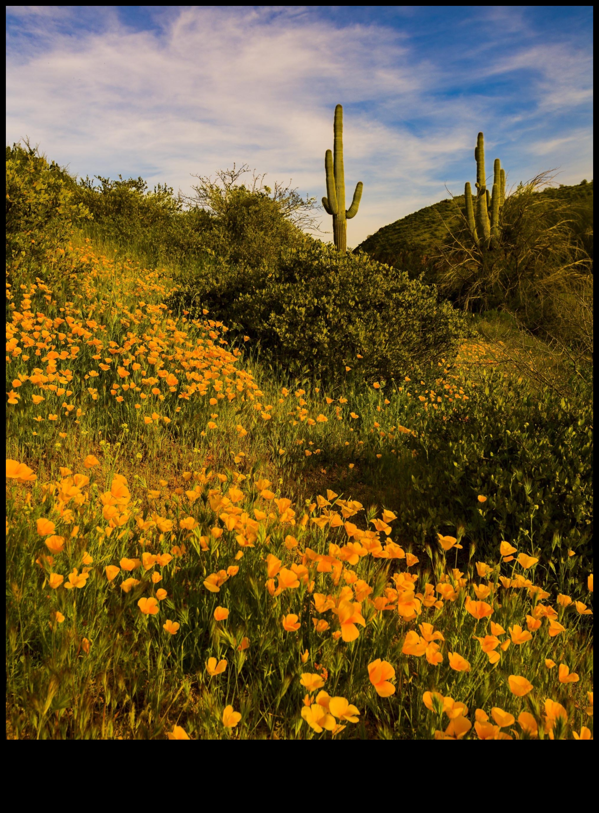 Desert Blossoms: Rare Flowers in Arid Landscapes