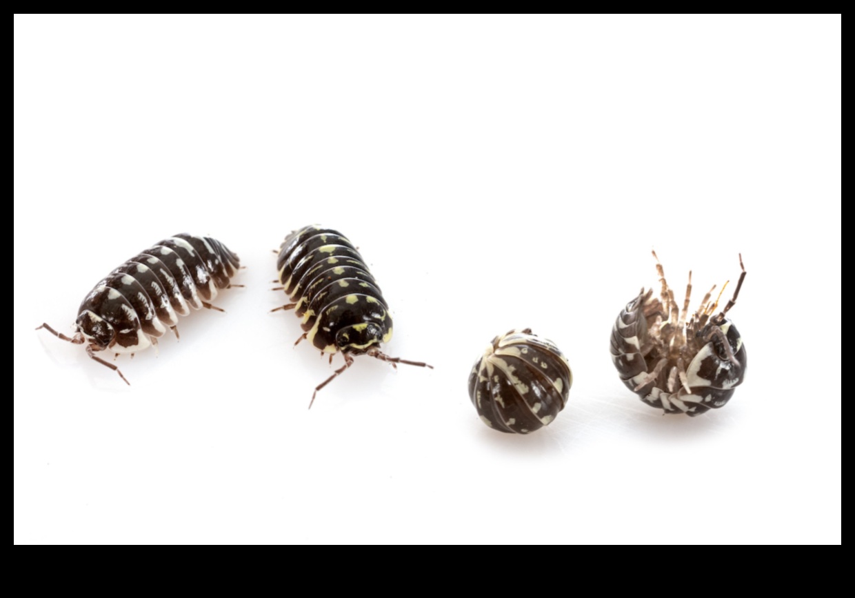 Unwanted Guests? Banish Garden Pests Effectively