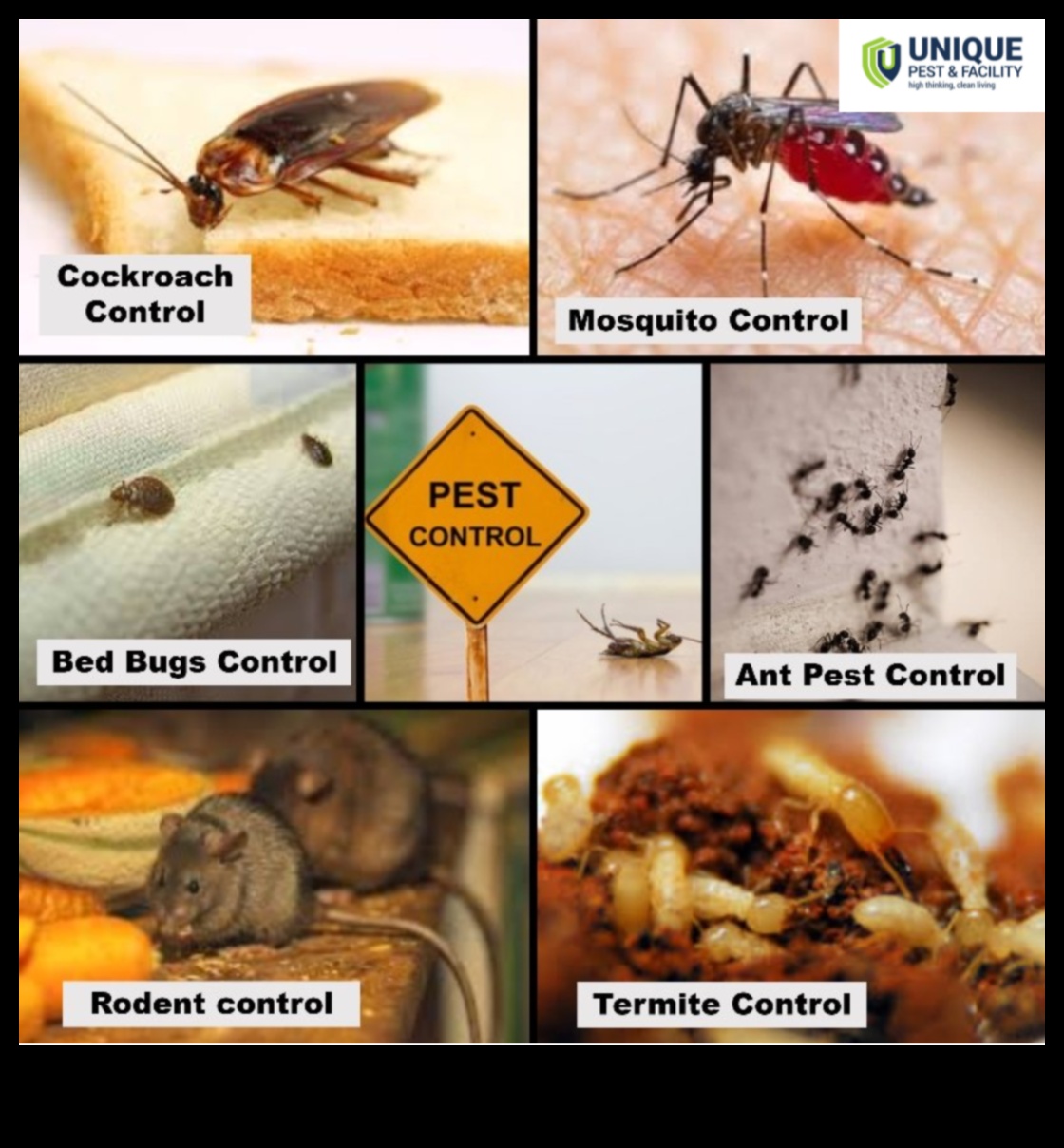 Unwanted Guests? Banish Garden Pests Effectively