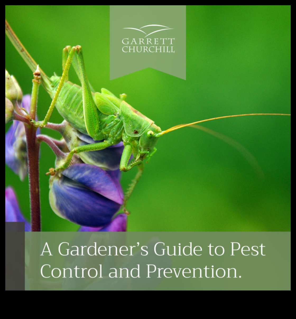 Battling Garden Bugs: A Gardener's Guide to Pest Mastery