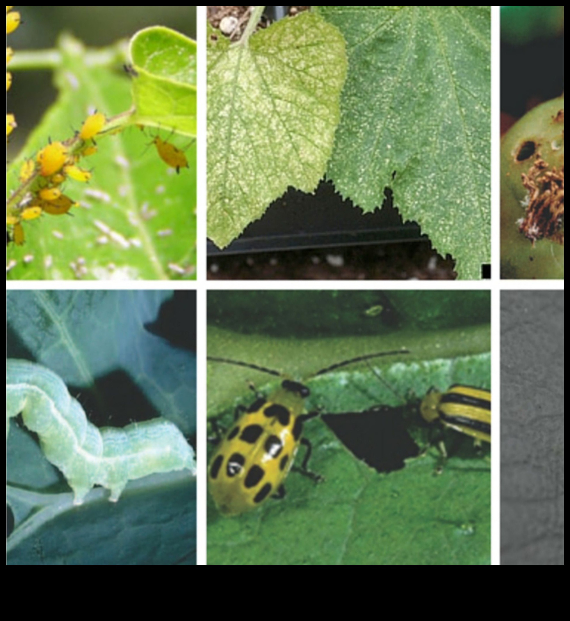 Battling Garden Bugs: Strategies for Pest-Free Perfection