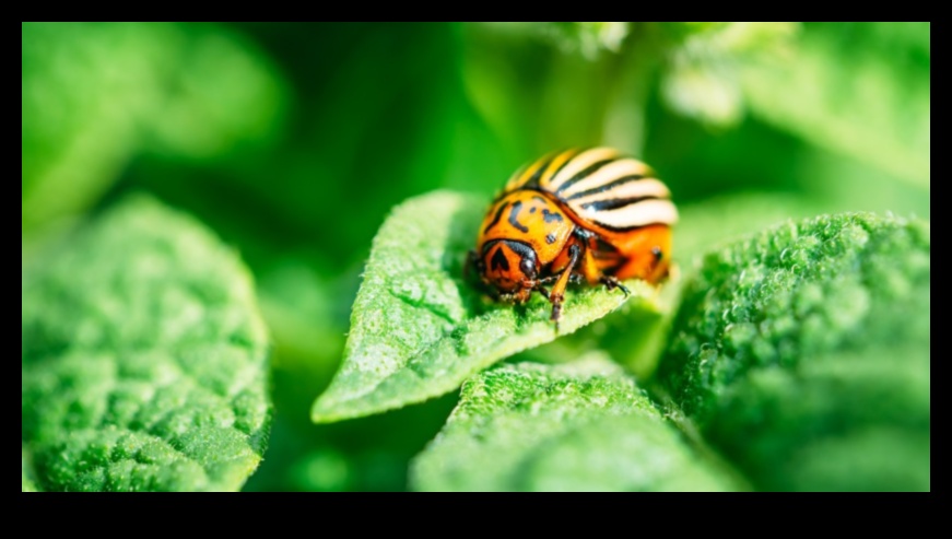 Battling Garden Bugs: Strategies for Pest-Free Perfection