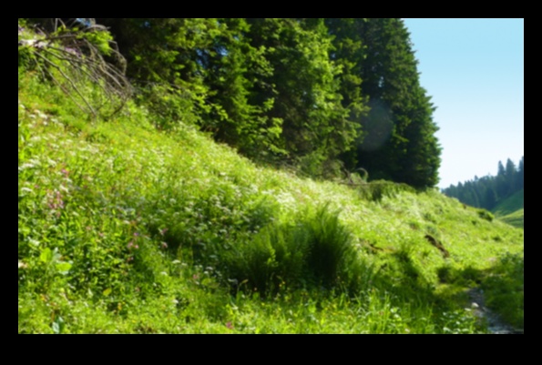 How do different ecosystems contribute to the biodiversity of landscapes?