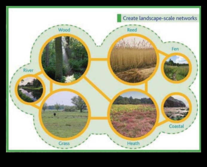 How do different ecosystems contribute to the biodiversity of landscapes?