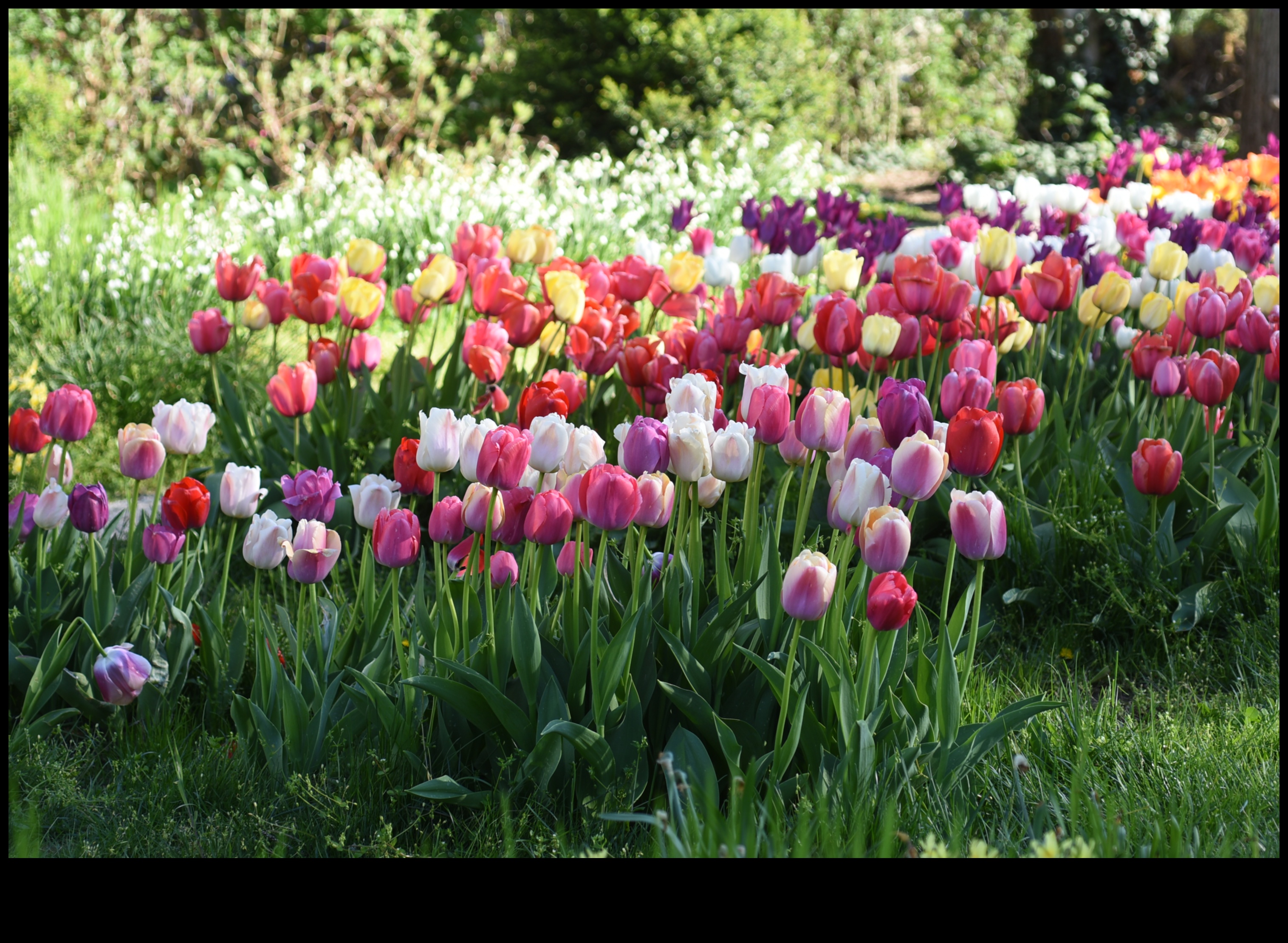 Bloom Brilliance: Top Tips for a Radiant Garden Paradise