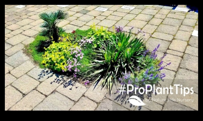 Bloom Brilliance: Top Tips for a Radiant Garden Paradise