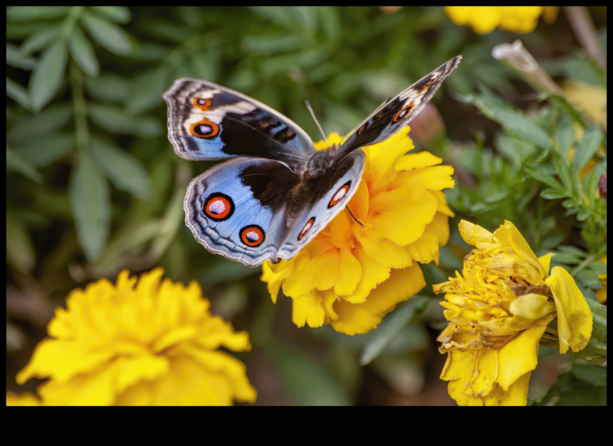 Bloom Uninterrupted: Tackling Troublesome Garden Pests