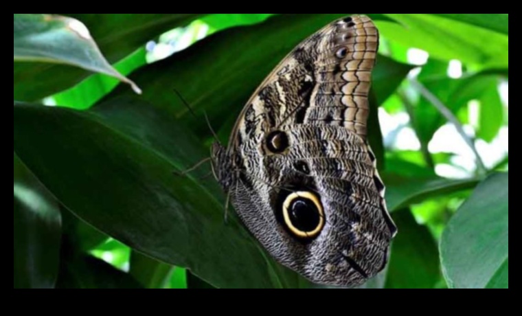 Bloom Uninterrupted: Tackling Troublesome Garden Pests