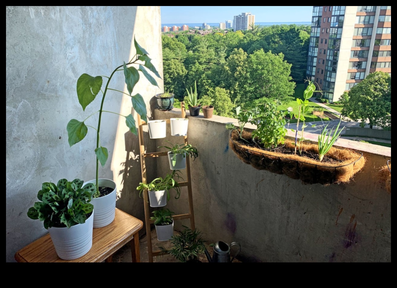 Blossom Amidst the Buildings: Urban Gardening Secrets