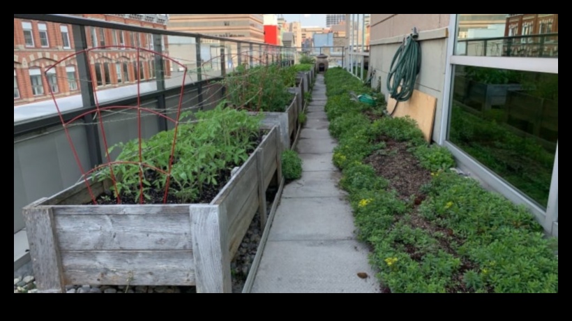 Blossom Amidst the Buildings: Urban Gardening Secrets