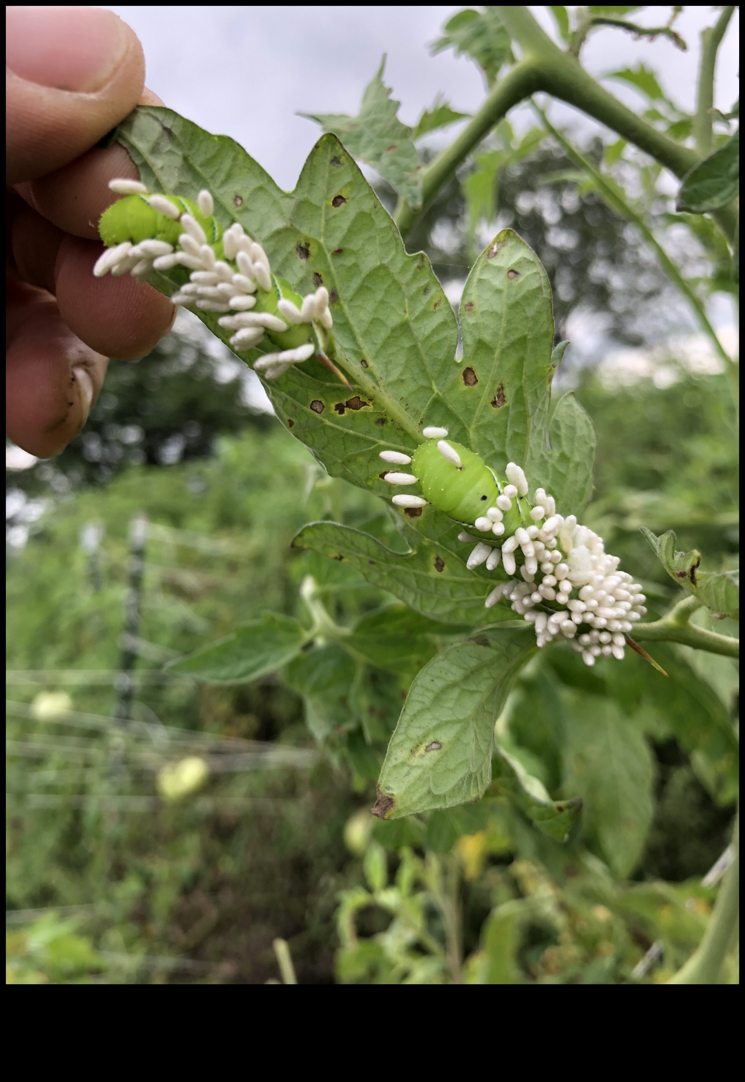 Blossom Battle: Winning Against Troublesome Garden Pests