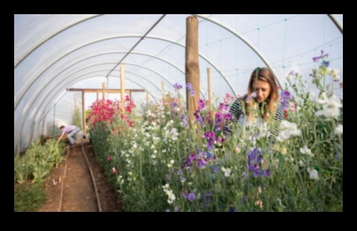 Blossom Beyond Limits: Explore Our Greenhouse Haven