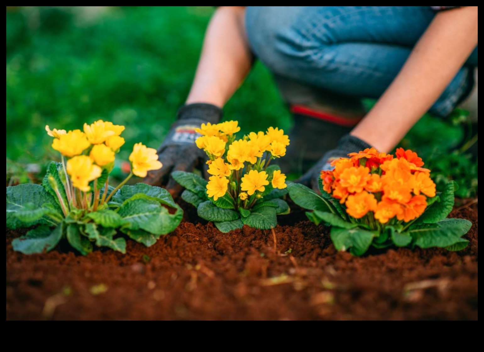 Blossom Beyond Limits: Must-Have Garden Equipment Defined