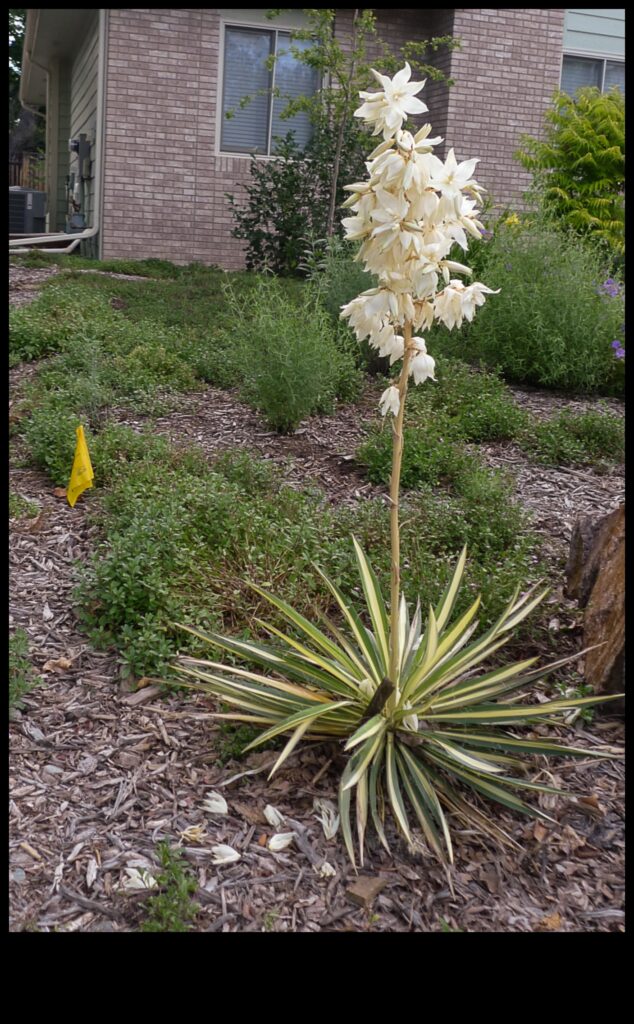 Blossom Blueprint Uncover the secrets of a beautiful garden 1