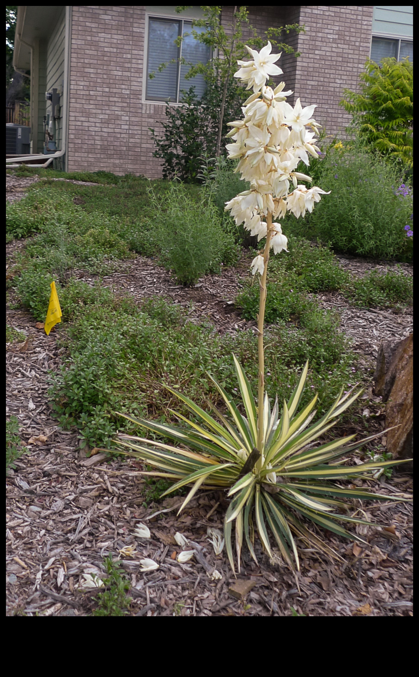Blossom Blueprint: Unveiling the Secrets of Garden Planning