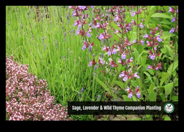 Blossom Bonds: Mastering the Art of Companion Planting