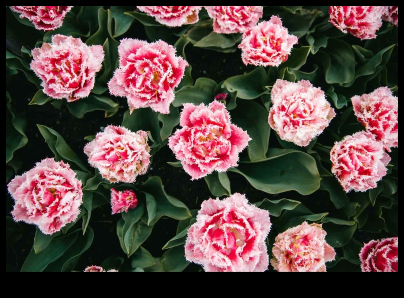 Blossom Brilliance: Elevate Your Space with Garden Mastery