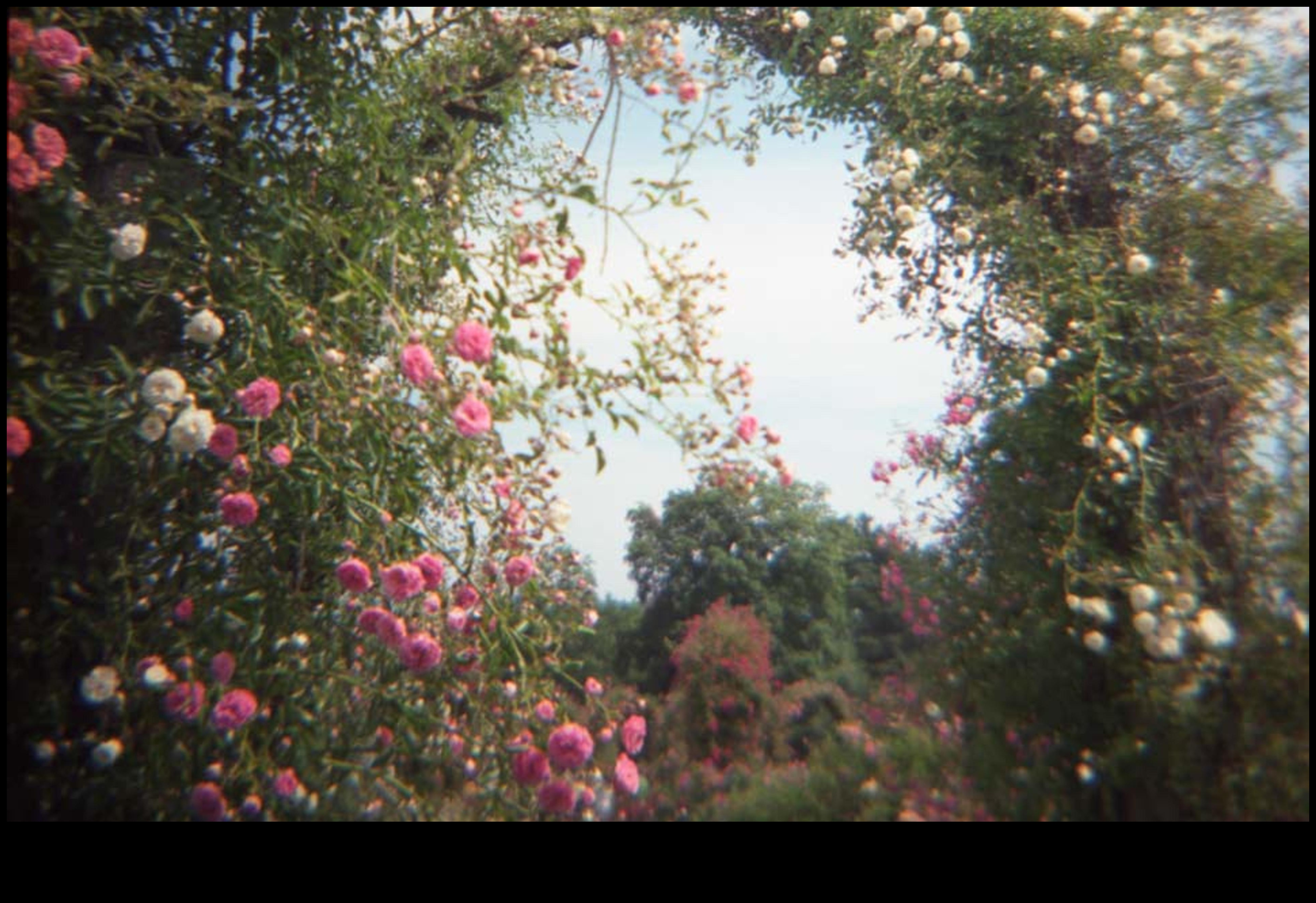 Blossoming Brilliance: The Poetry of Thoughtful Garden Maintenance