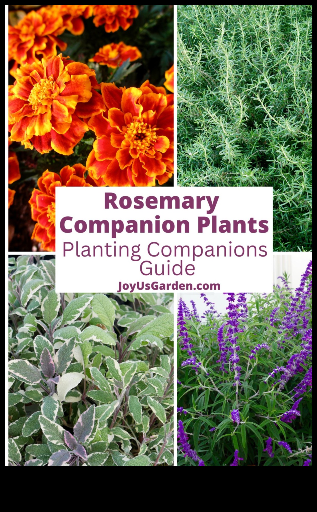 Blossoming Companions: Elevate Beauty with Companion Planting