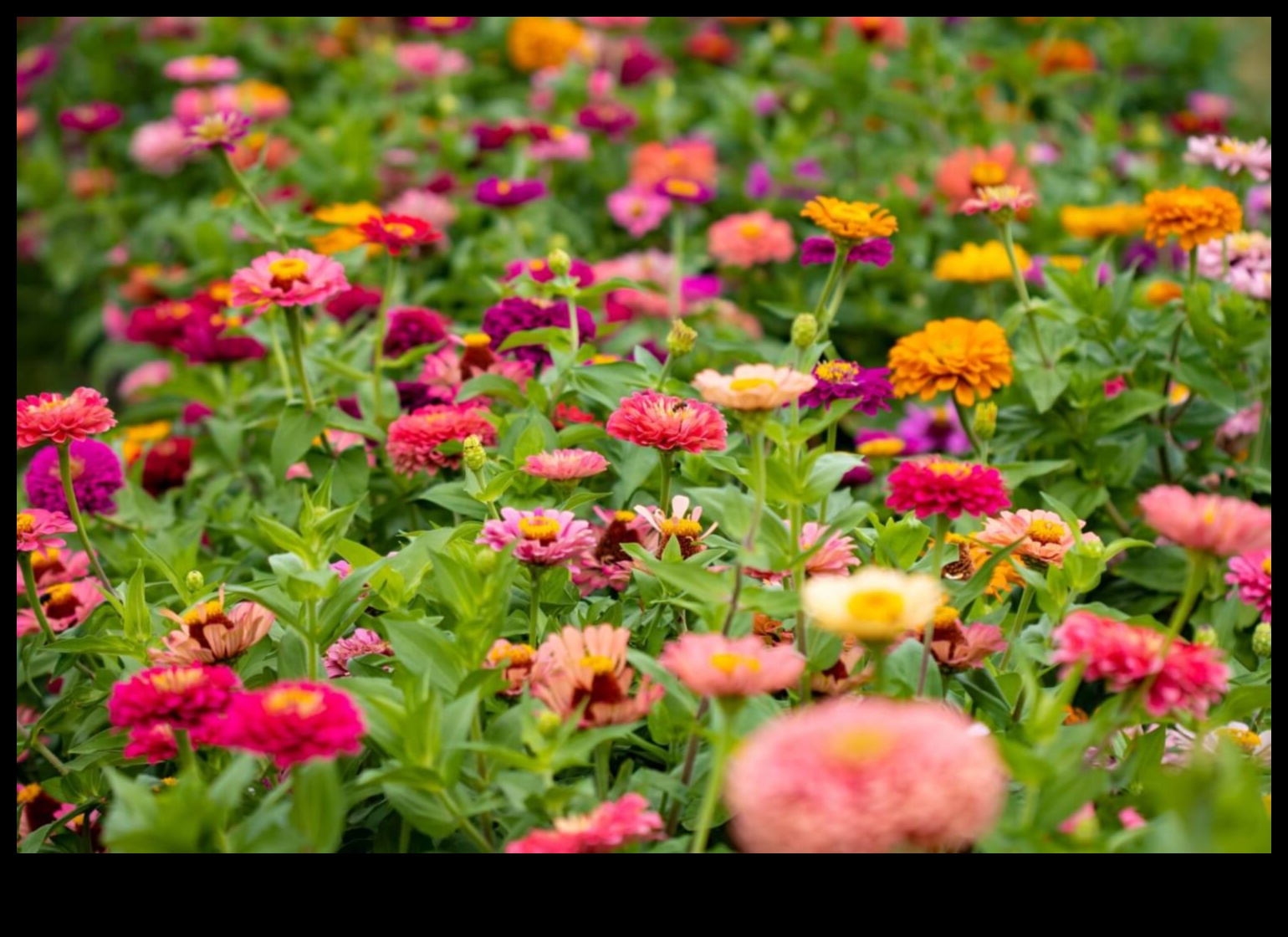 Blossoming Companions: Elevate Beauty with Companion Planting