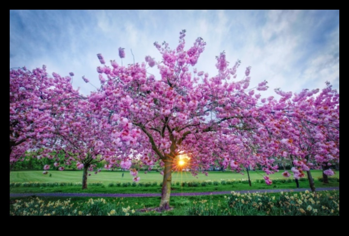 Spring Blossoms: Nature's Reawakening