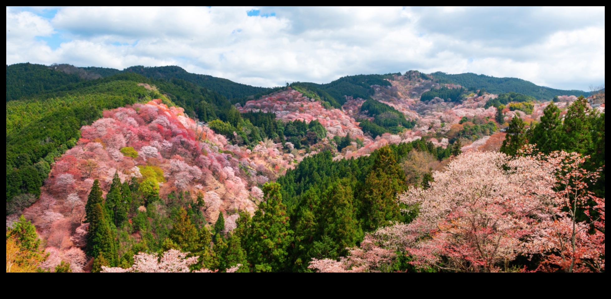 Blossoming Beginnings: Celebrating the Beauty of Spring