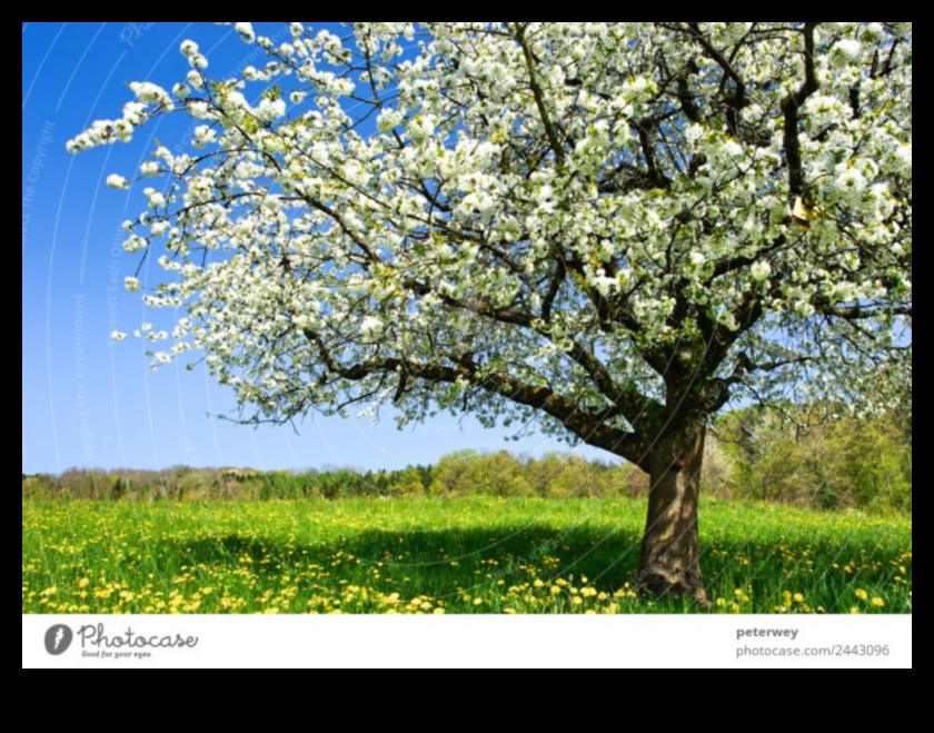 Blossoming Beginnings: Celebrating the Beauty of Spring