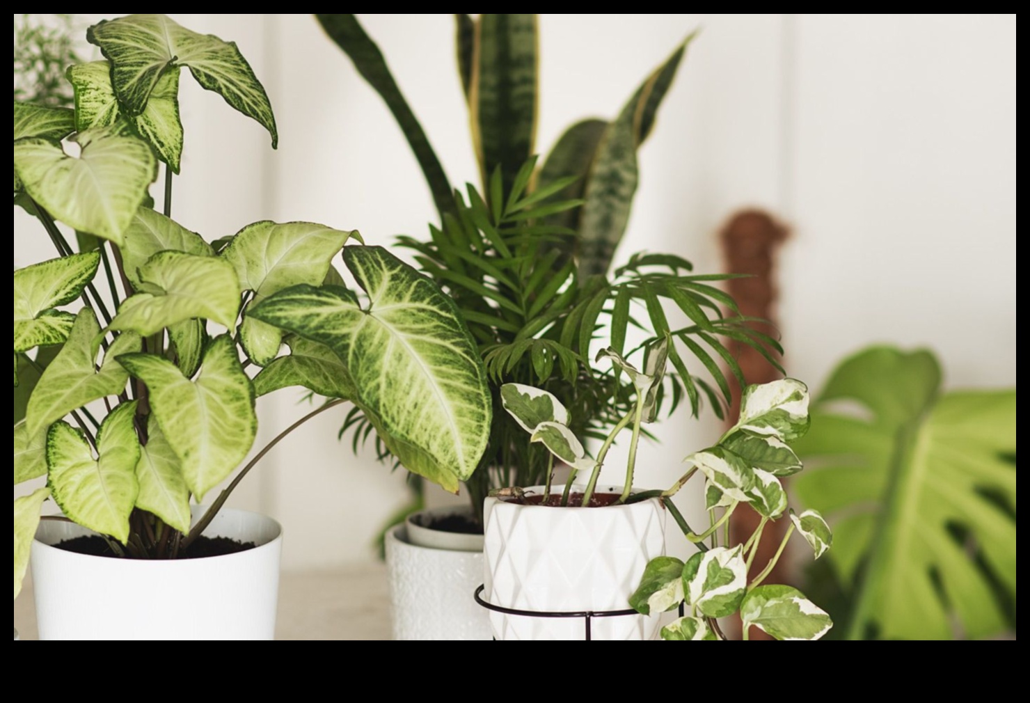 Blossoms in Every Room: Indoor Gardening Delights