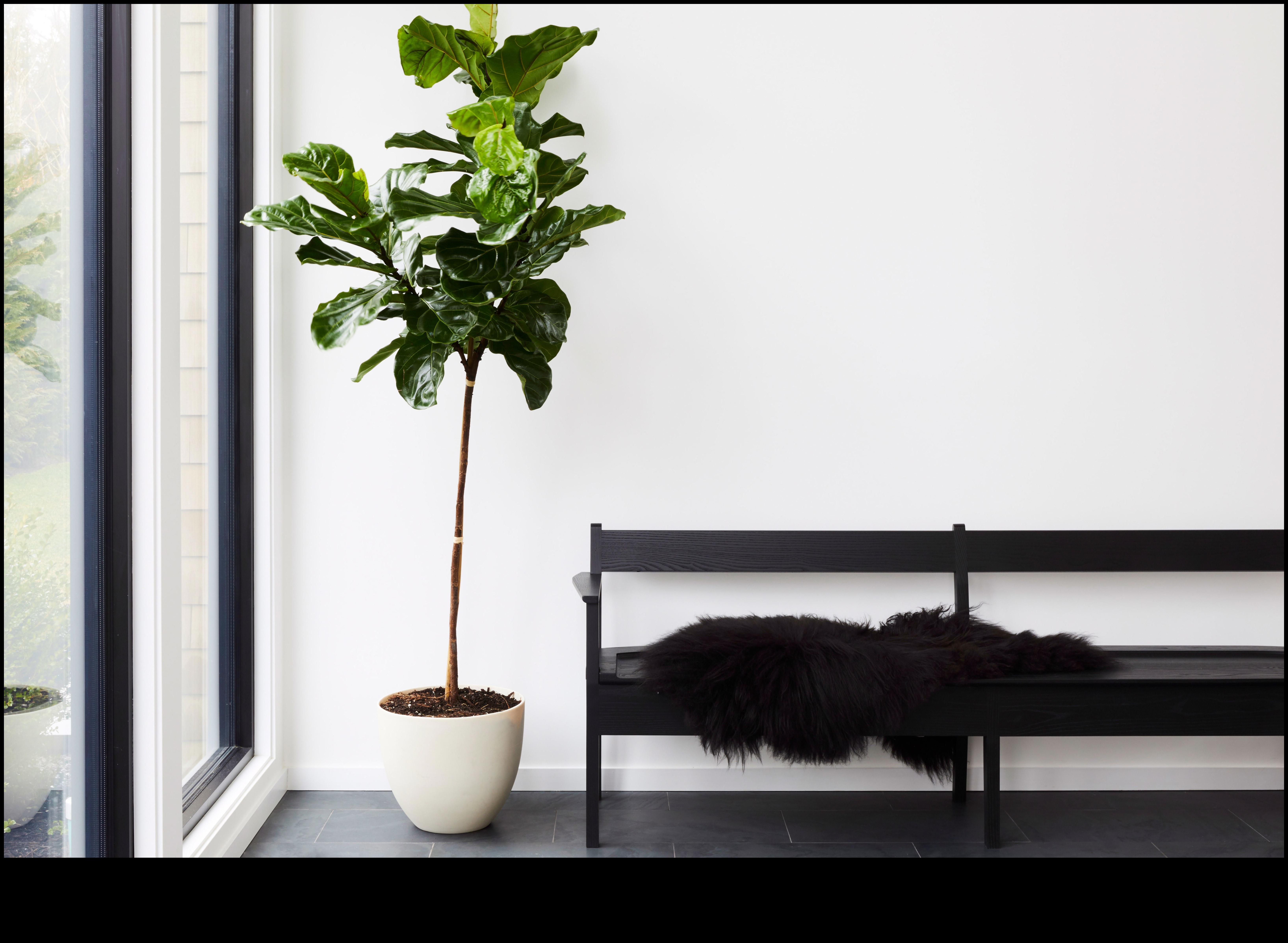 Blossoms in Every Room: Indoor Gardening Delights