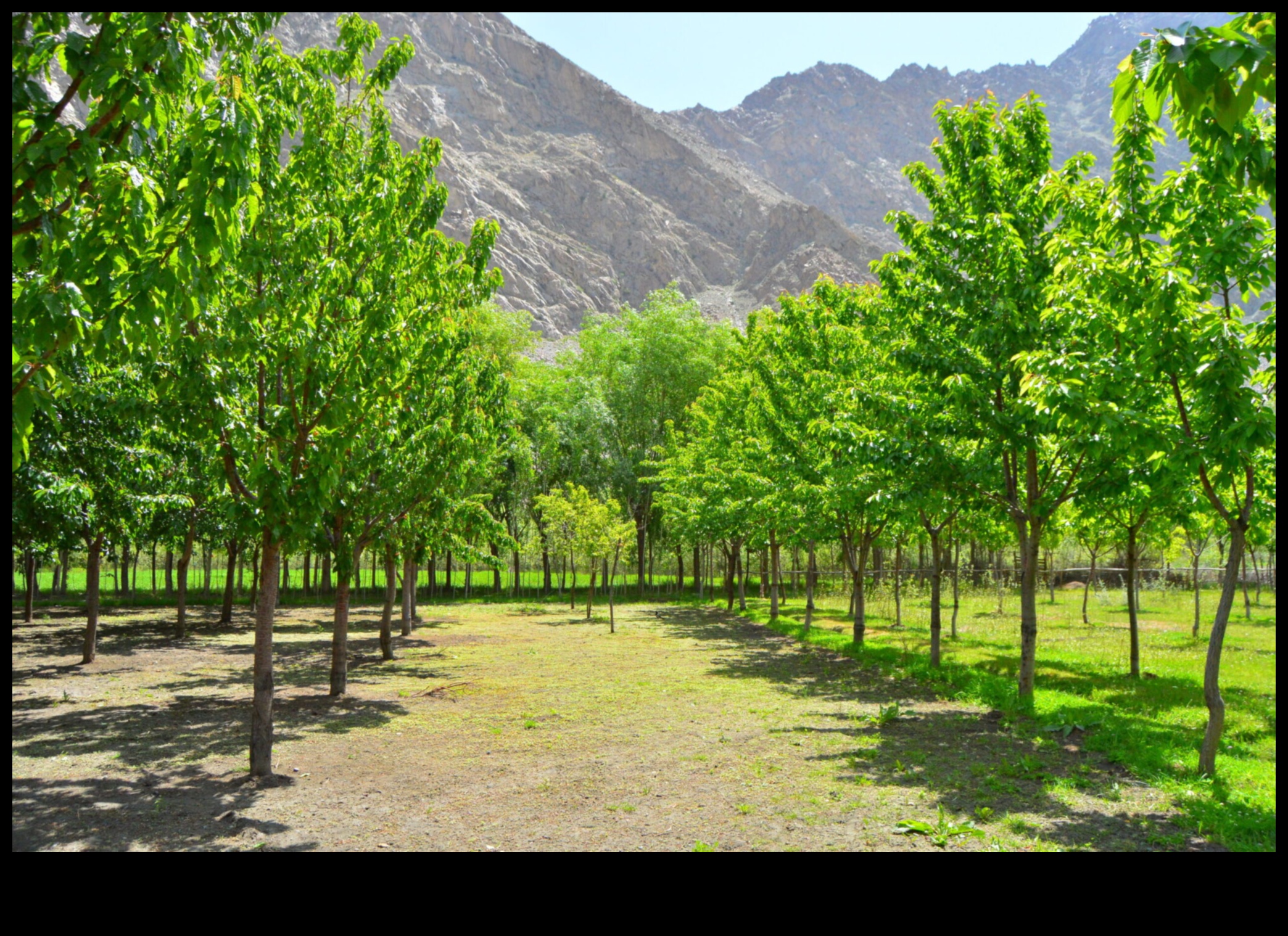 Blossoms of Sustainability: Organic Gardens in Full Bloom