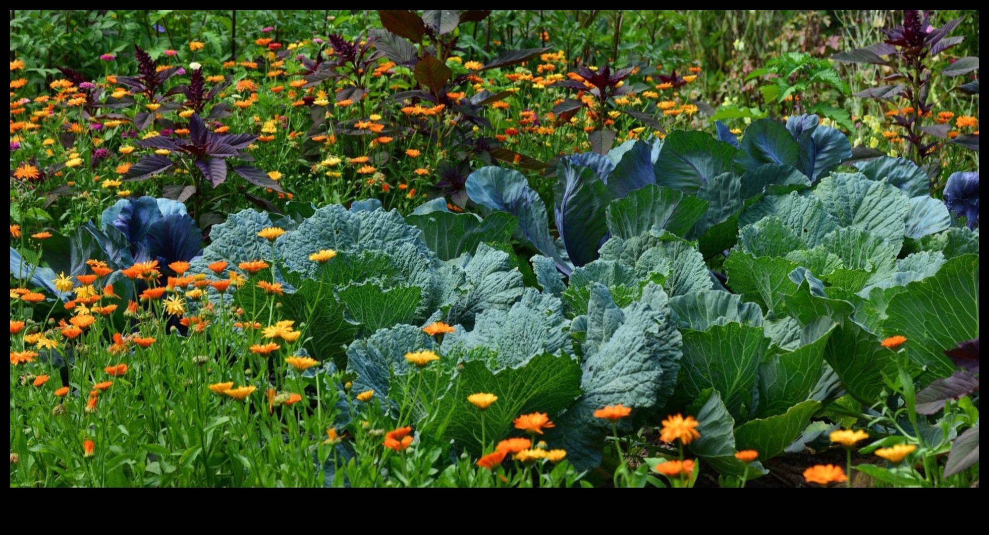 Botanical Bonds: Secrets of Successful Companion Planting