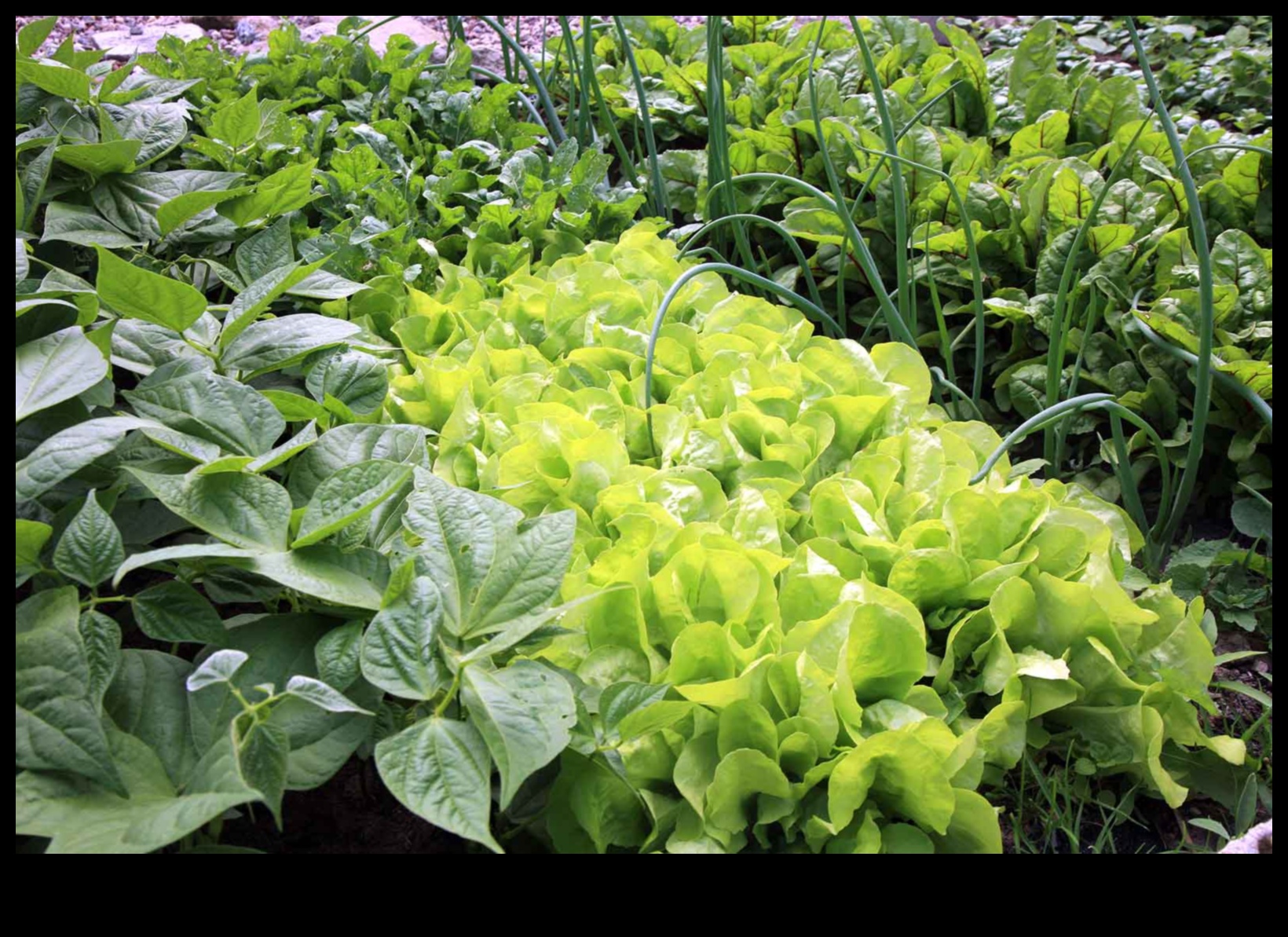 Botanical Bonds: Secrets of Successful Companion Planting