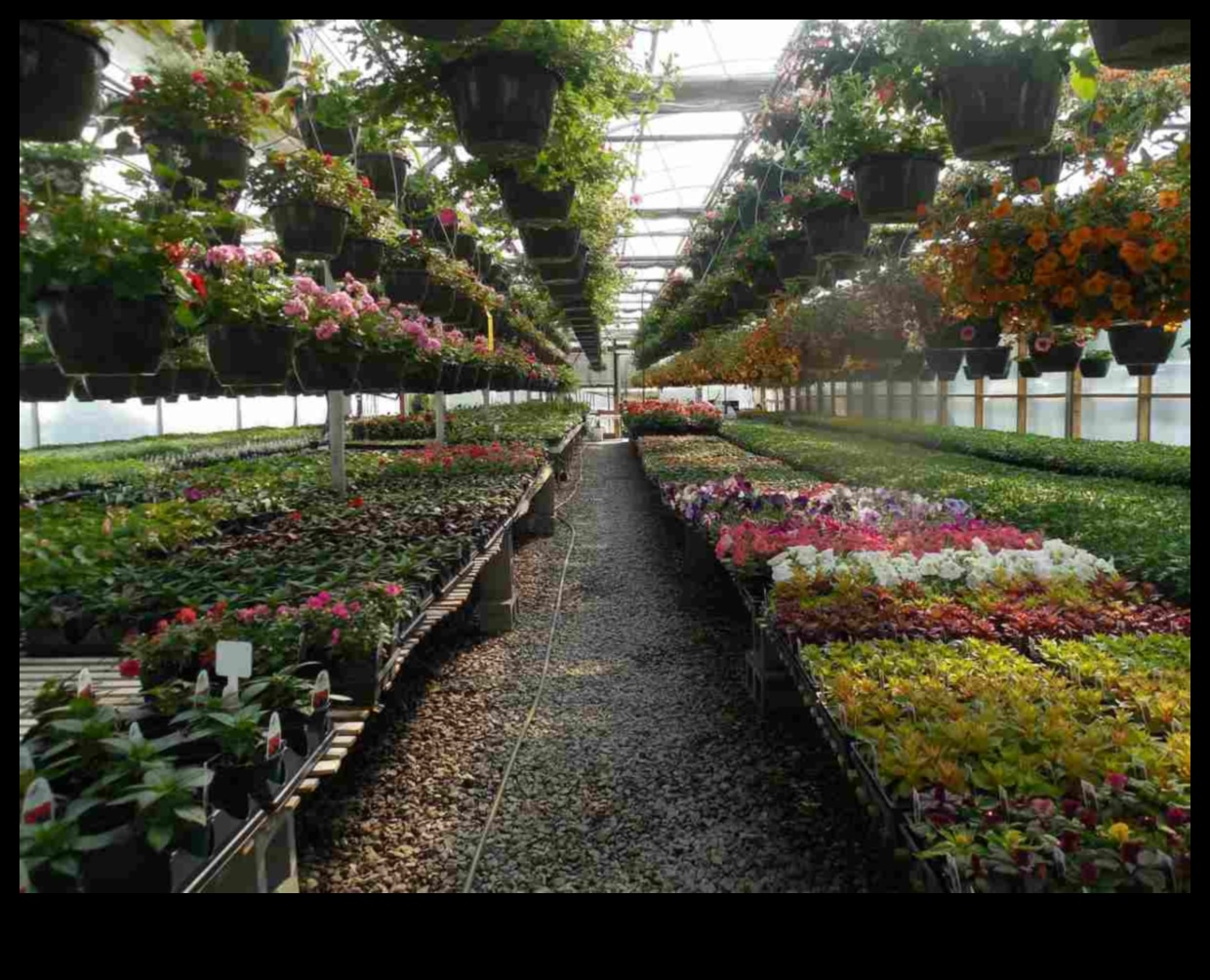 Bountiful Blossoms: Greenhouse Treasures Await