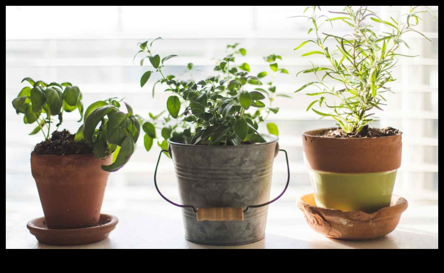 Breathe Easy: Indoor Gardening Tips for Healthier Living