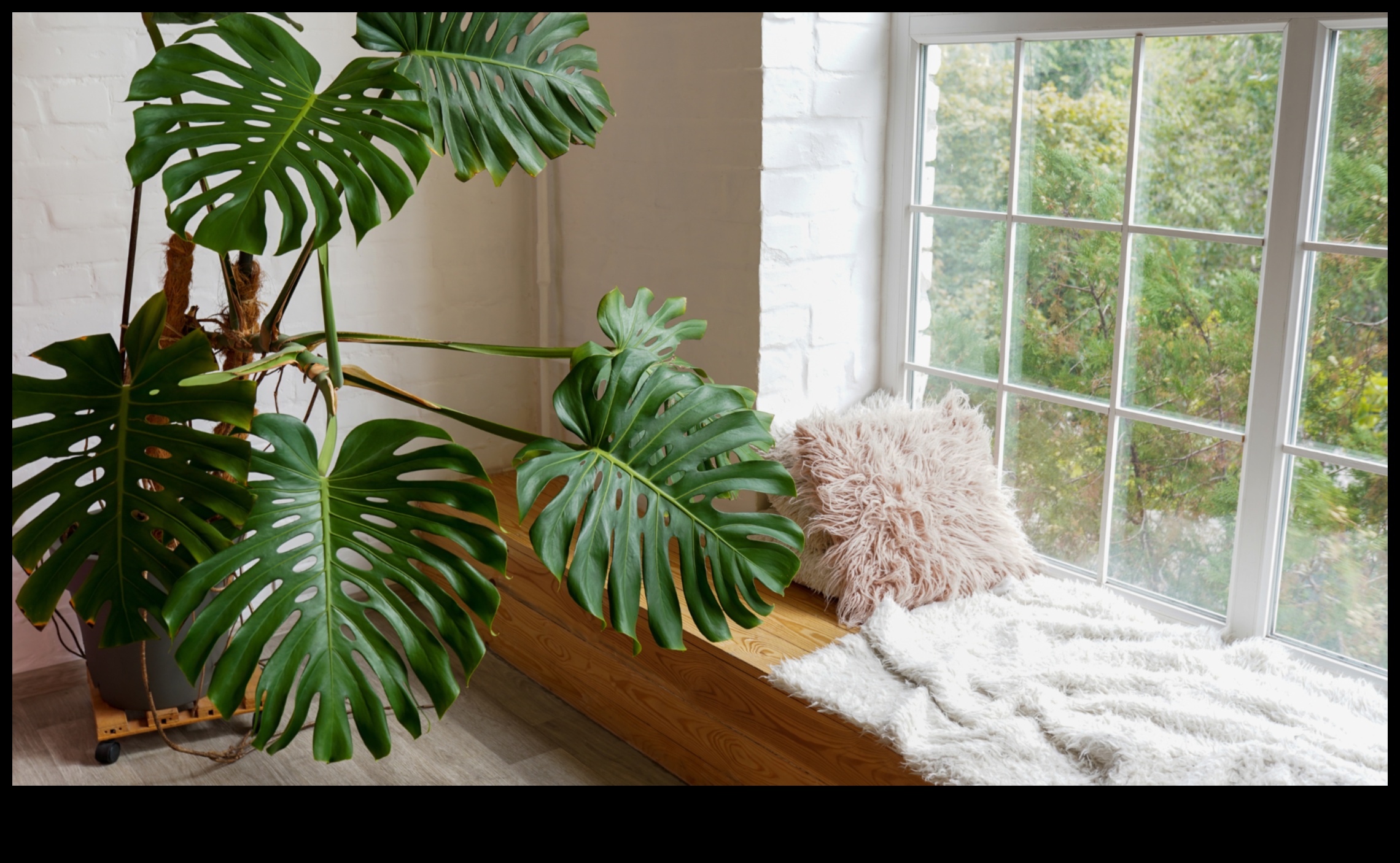 Breathe Easy: Indoor Gardening Tips for Cleaner Air