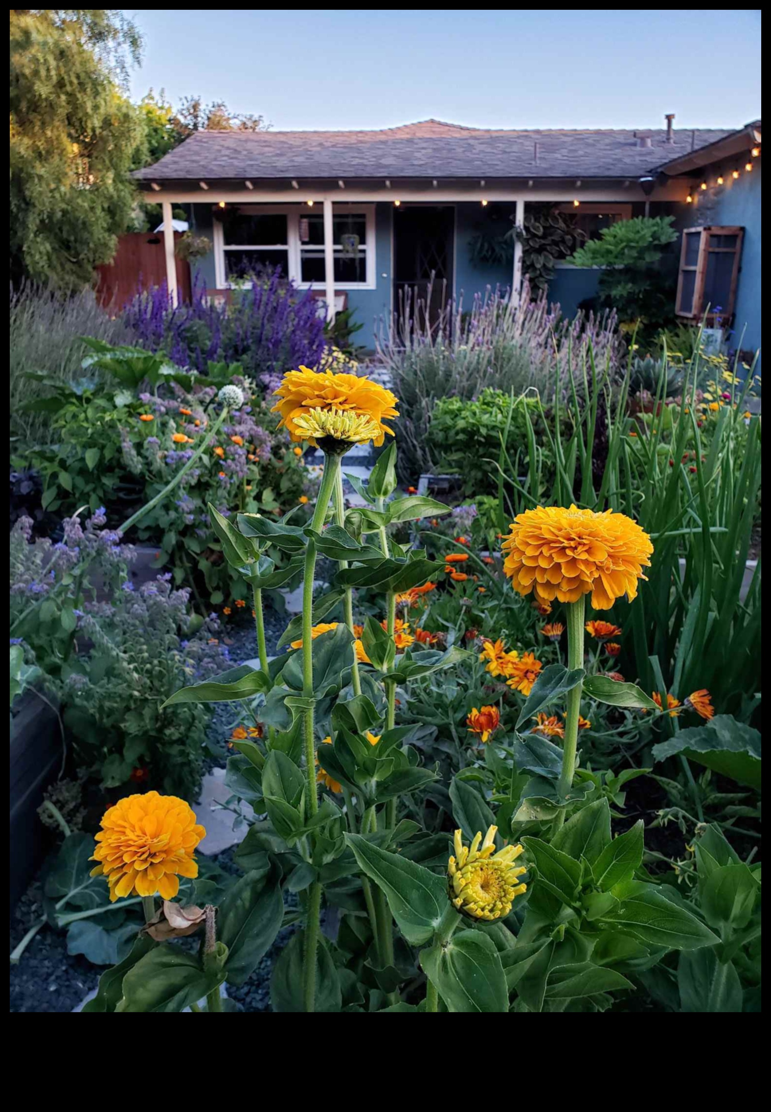 Buddy Blooms: Elevate Your Space with Companion Planting