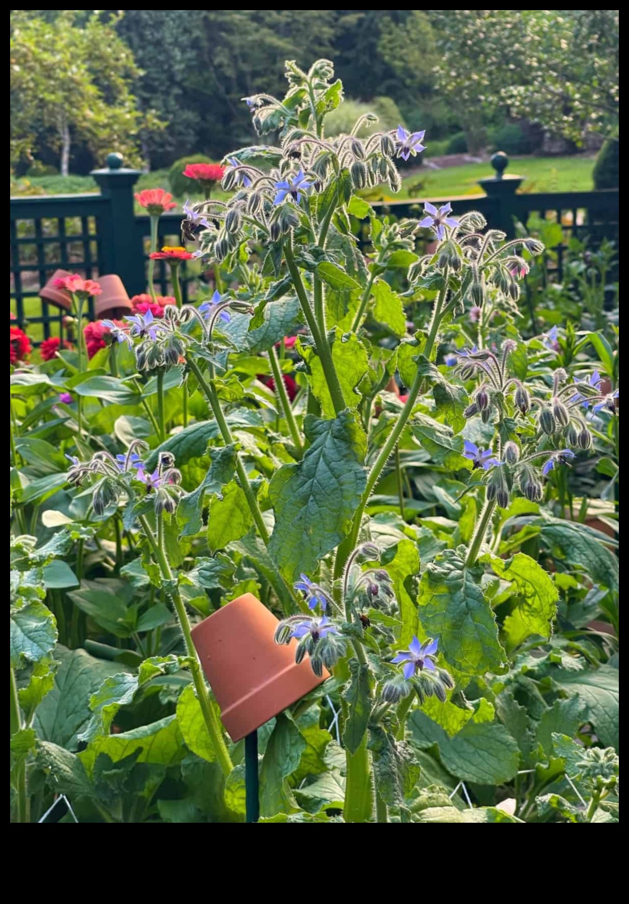 Buddy Blooms: Elevate Your Space with Companion Planting