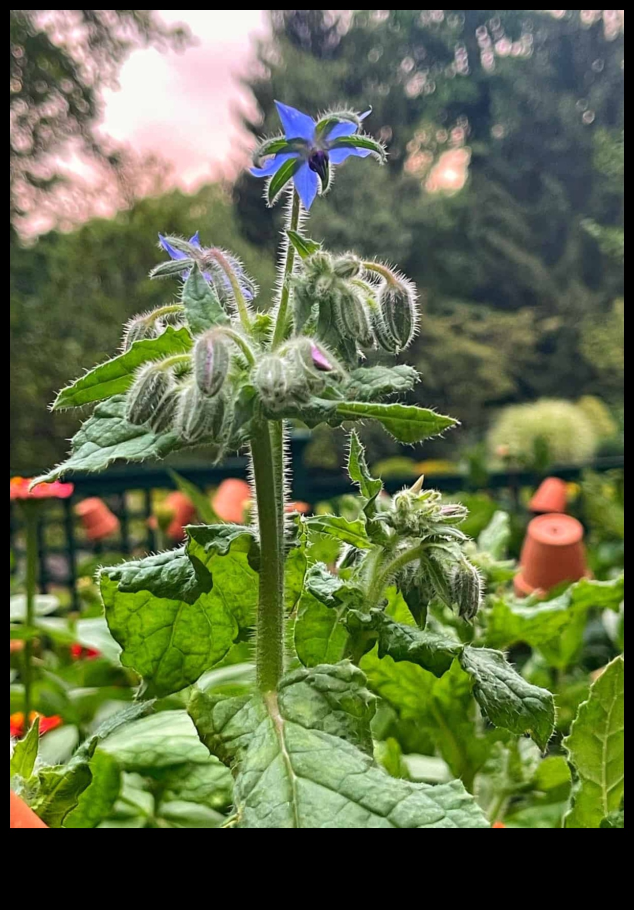 Buddy Blooms: Elevate Your Space with Companion Planting