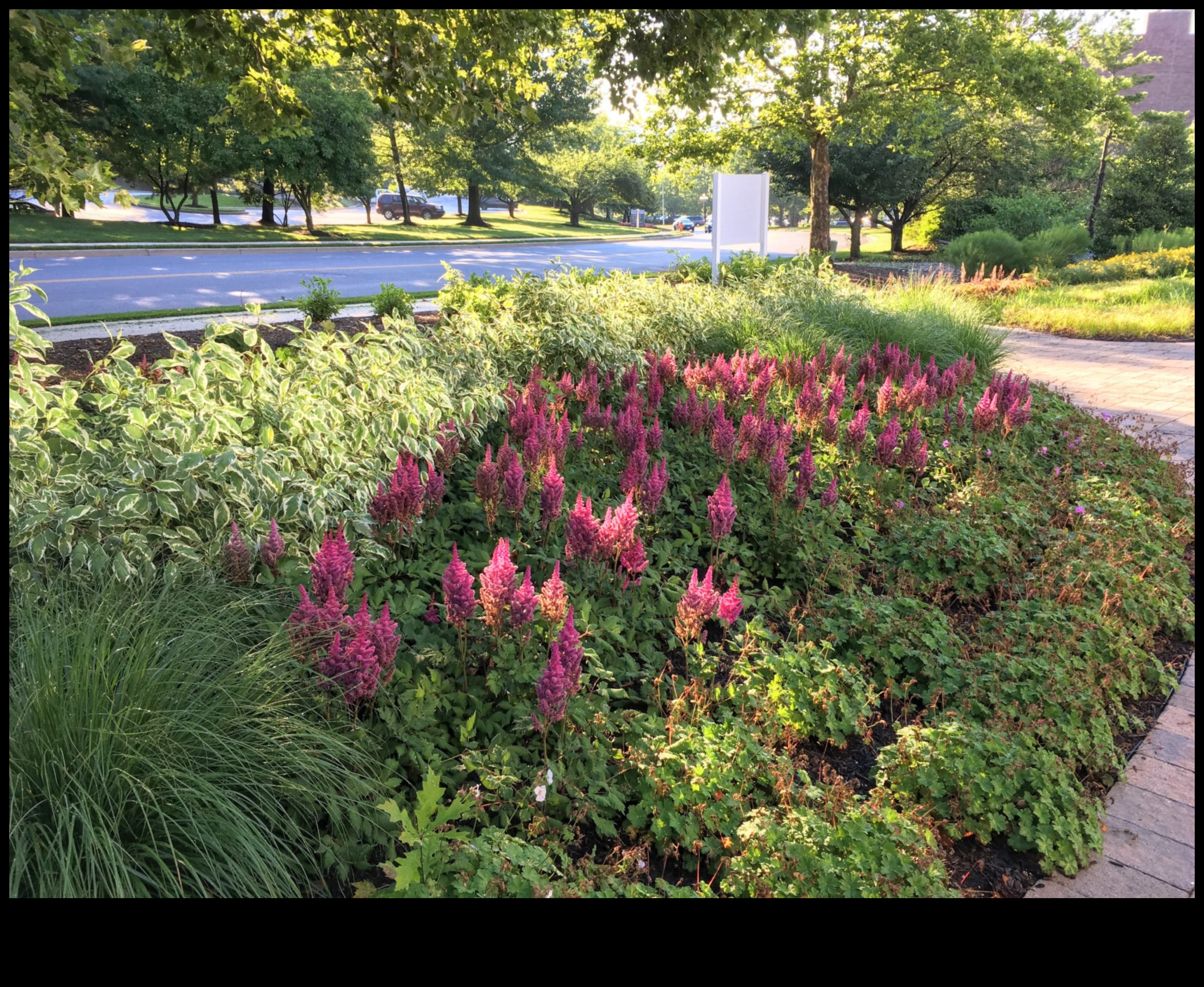 Buddy Blooms: Elevate Your Space with Companion Planting