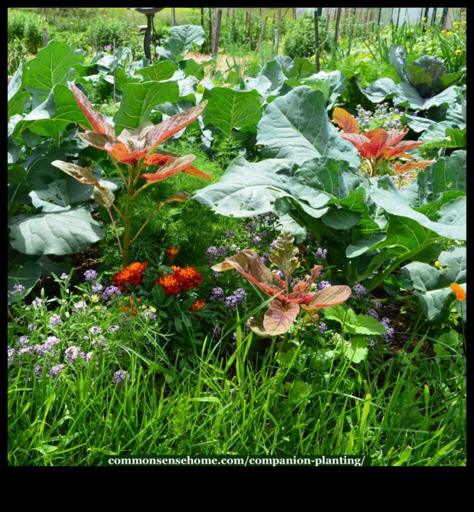 Buddy Blooms Grow a Beautiful Garden with Companion Planting 1