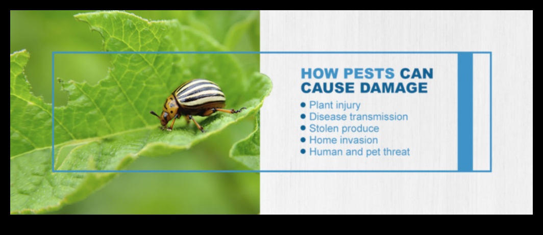 Bugs, Begone! Mastering the Art of Garden Pest Management