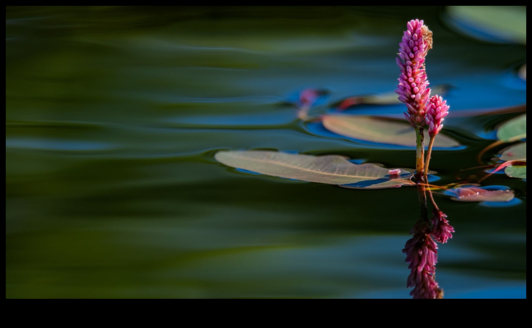 The Spirit of Nature: Captivating Landscape Vistas