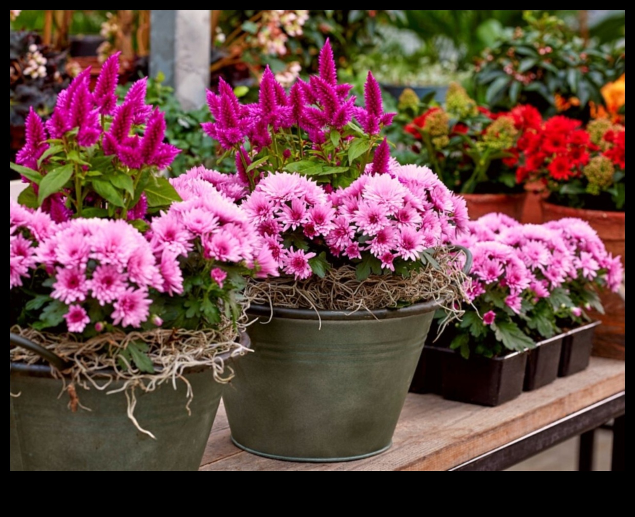 Charm in Every Bloom: Sculpting Beauty in Your Garden